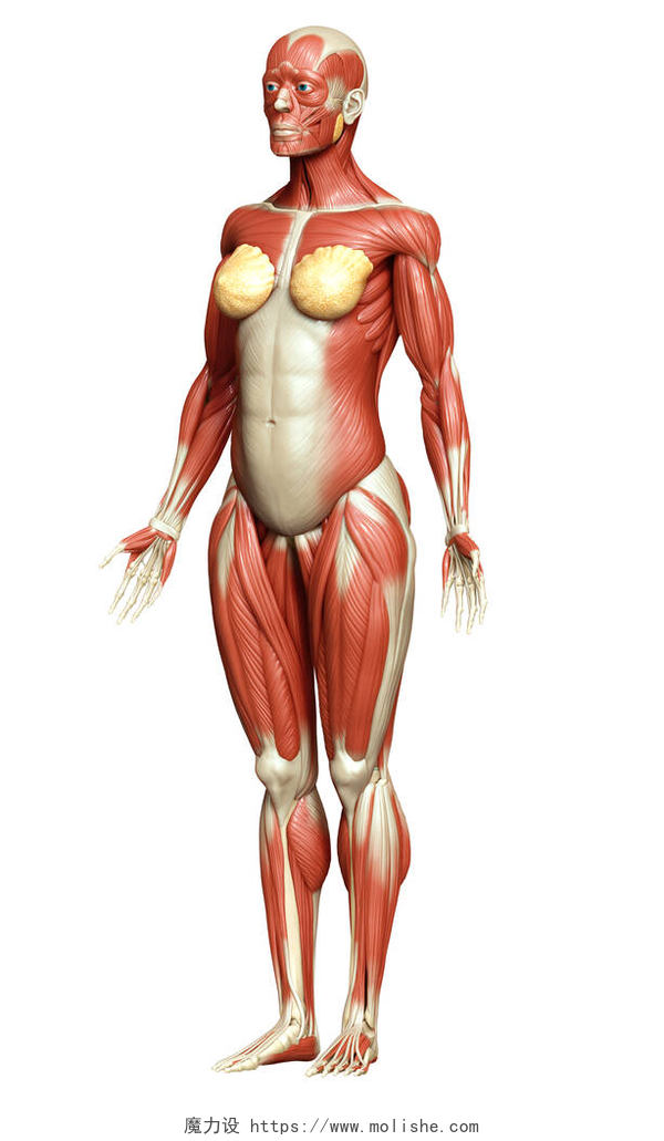 女性肌肉系统3D对女性肌肉系统进行了精确的医学描述